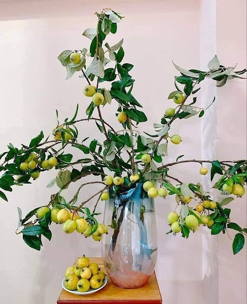 Cành táo mèo tươi bán nhộn nhịp trên chợ mạng, chị em săn lùng mua về cắm bình