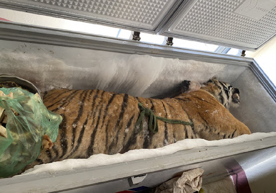 Liên tiếp phát hiện cá thể hổ trong nhà dân Chế tài xử phạt chưa đủ mạnh