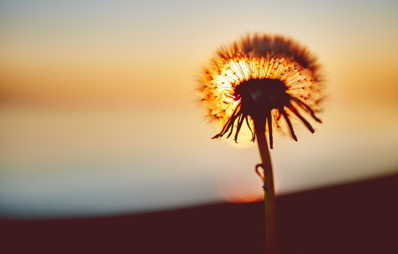 Tử vi tuần mới 209 - 269 Tuổi Dậu tài lộc hưng vượng tuổi Tý không nên vội vàng