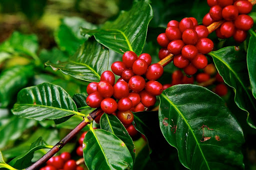 Giá cà phê hôm nay 199 Robusta tiếp tục tăng mạnh