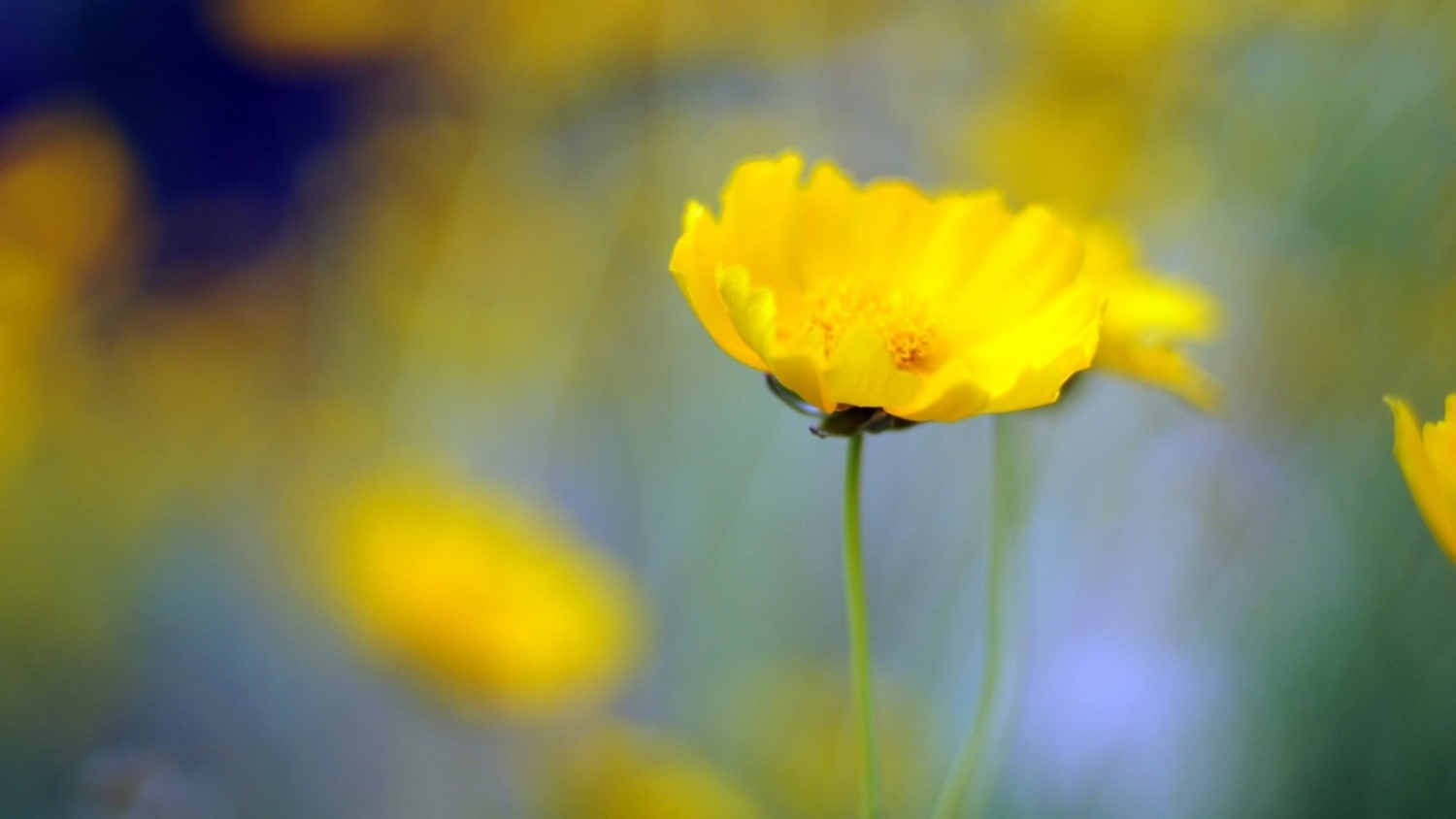 Tử vi 12 cung hoàng đạo ngày 2292021 Song Tử tài chính suy giảm Kim Ngưu có tiến triển về mặt tình cảm