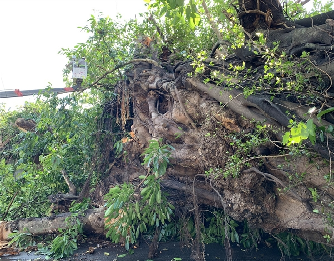 Cây đa hơn 200 tuổi ở Quảng Ngãi bị bật gốc đè chết người