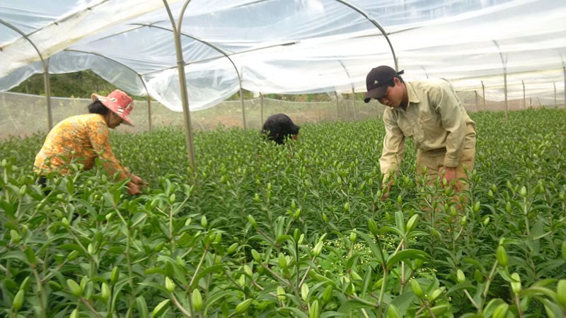 Kon Tum Giảm nguồn vốn đầu tư IDA một số hạng mục tại Dự án Chuyển đổi nông nghiệp bền vững