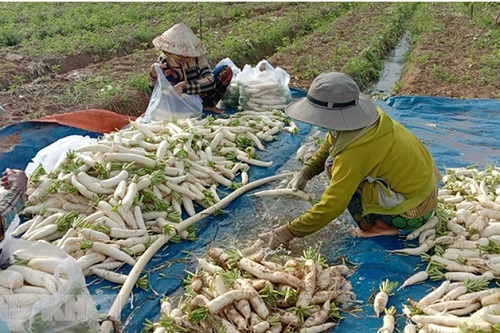 Phó Thủ tướng Chính phủ chỉ đạo tạo cơ chế thúc đẩy, lưu thông tiêu thụ nông sản