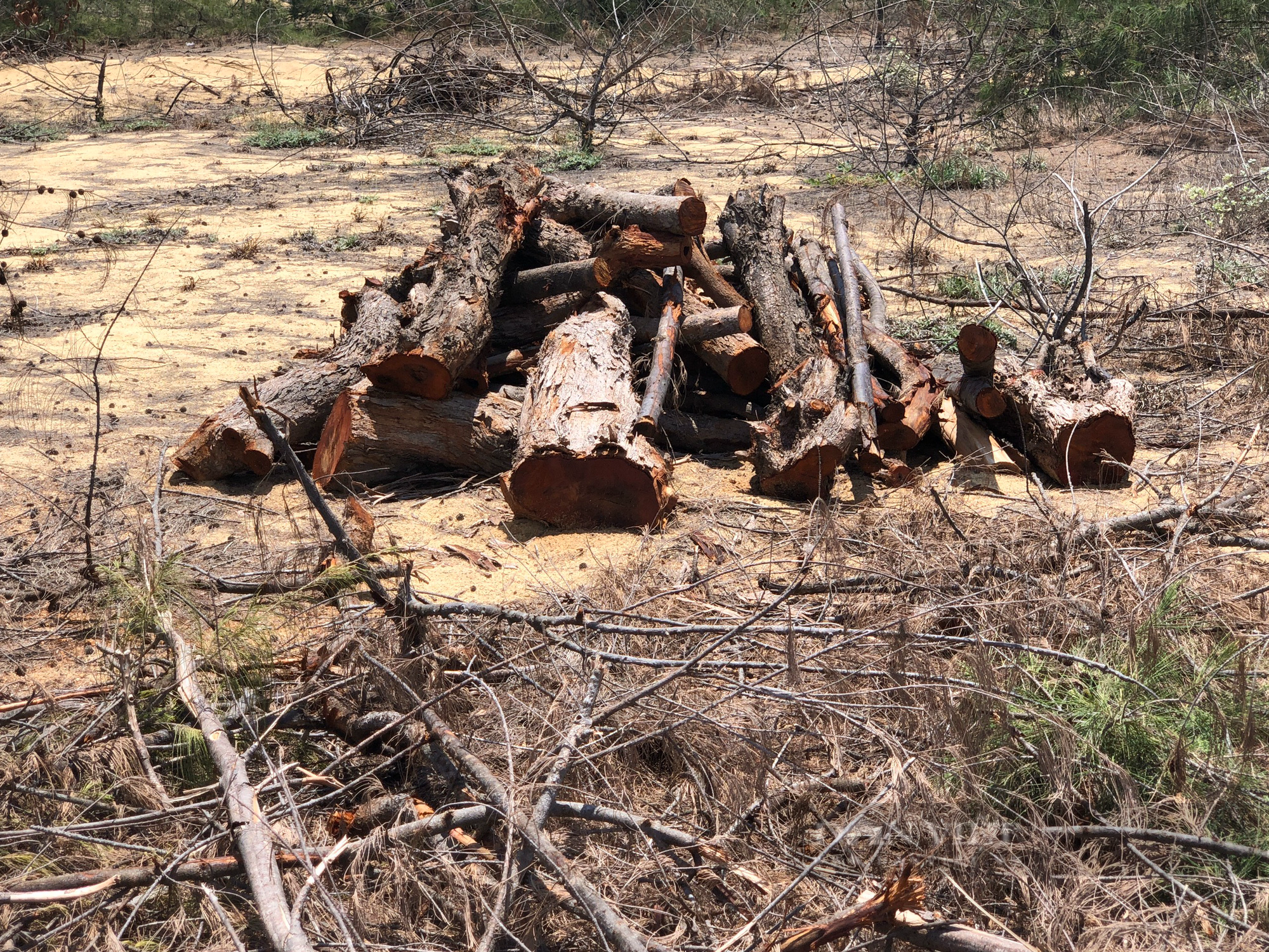 Vụ dự án điện mặt trời phá 5,26ha rừng phòng hộ tại Bình Định Đề nghị kiểm tra dấu hiệu hình sự