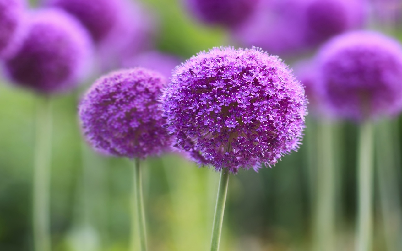 Tử vi ngày 2492021 Tuổi Mùi vận may tiền bạc tuổi Thân thuận đường công danh