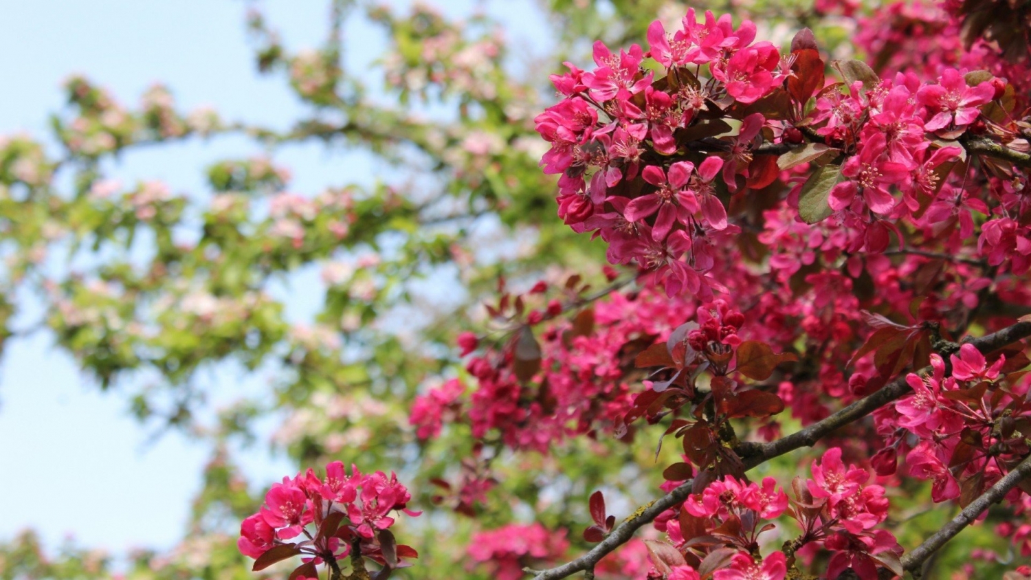 Tử vi 12 cung hoàng đạo tuần từ 279 - 310 Sư Tử đón tín hiệu khả quan về tài lộc Nhân mã cần kiểm soát cảm xúc