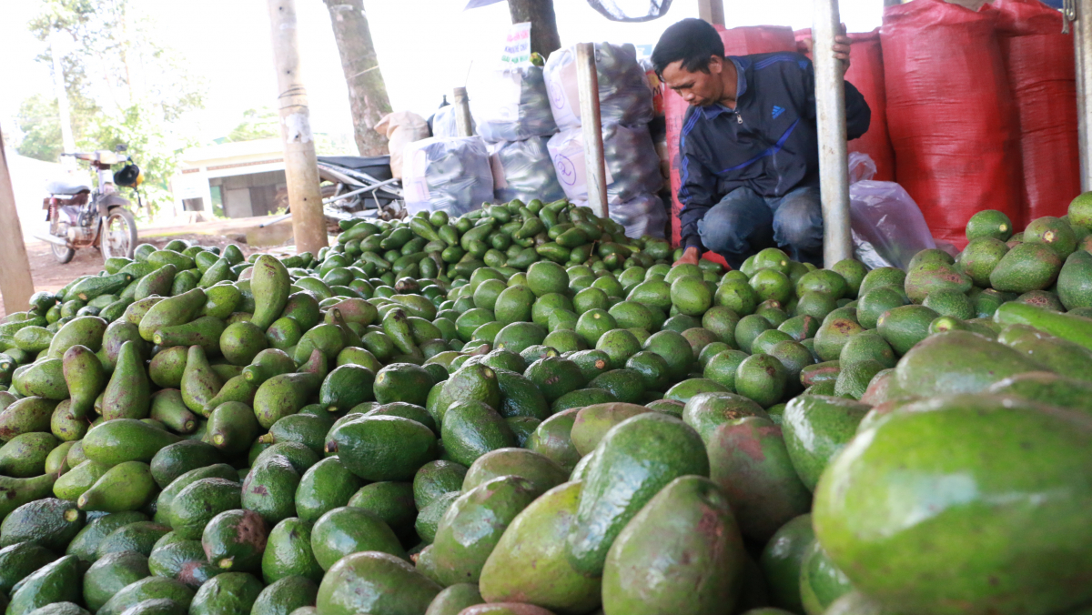 Các nhà bán lẻ luôn mở cửa để đưa nông sản Tây Nguyên đến người tiêu dùng