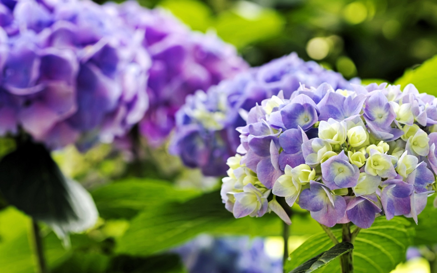 Tử vi ngày 2892021 Tuổi Hợi tiến triển công việc tuổi Mão tinh thần bất ổn