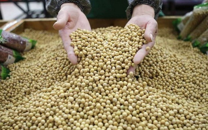 Sau chuỗi tăng từ tuần trước giá đậu tương đang bước vào nhịp giảm mới 