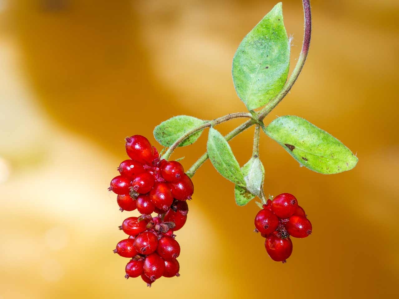 Tử vi ngày 1102021 Tuổi Tỵ gia tăng cơ hội kiếm tiền tuổi Mùi khẳng định năng lực