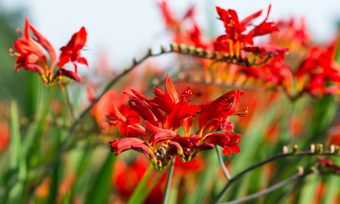 Tử vi tháng 102021 Tuổi Dần sự nghiệp thuận lợi tuổi Ngọ khẳng định vị thế