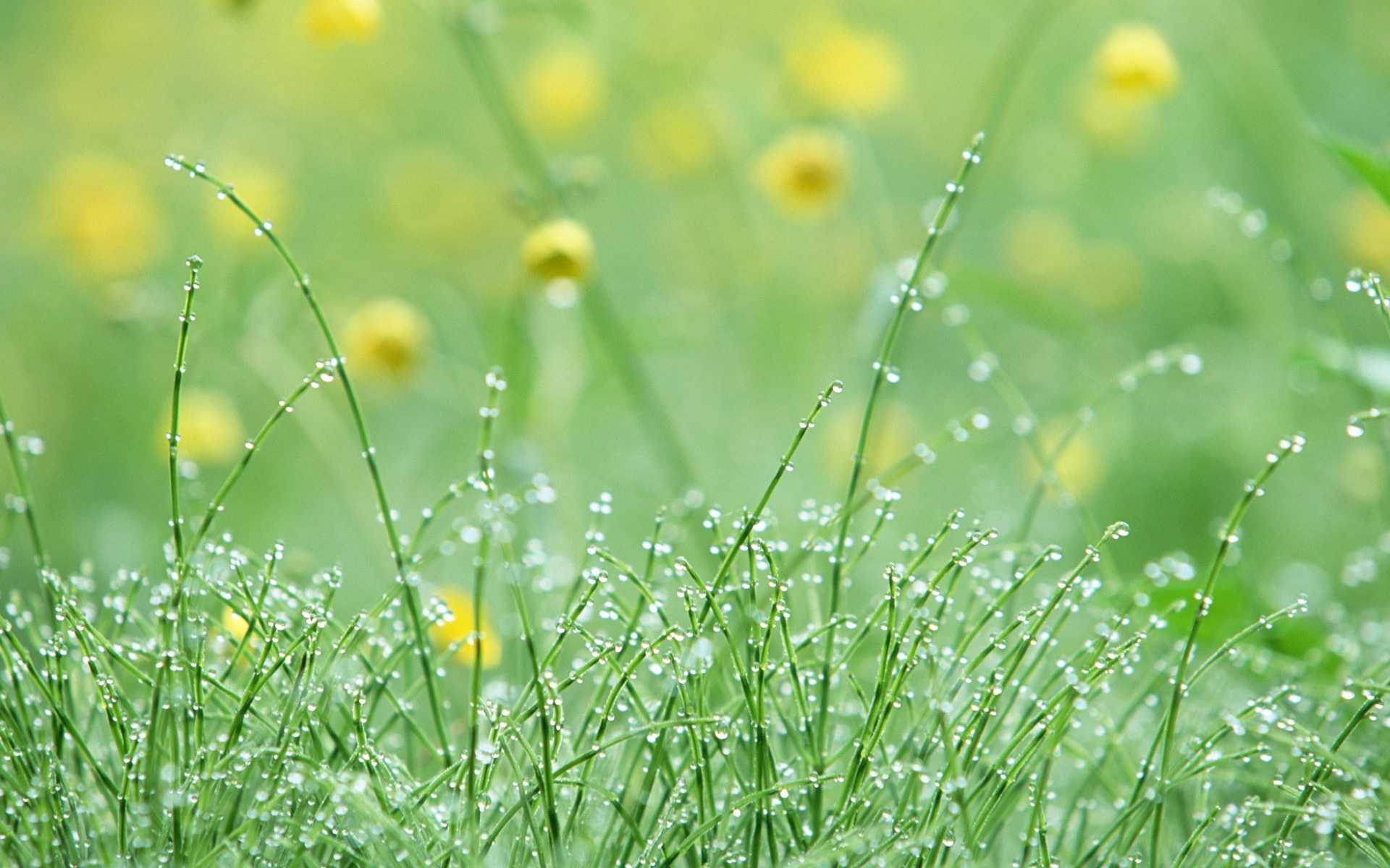 Tử vi ngày 2102021 Tuổi Mão tin vui tài lộc tuổi Ngọ tình duyên khởi sắc