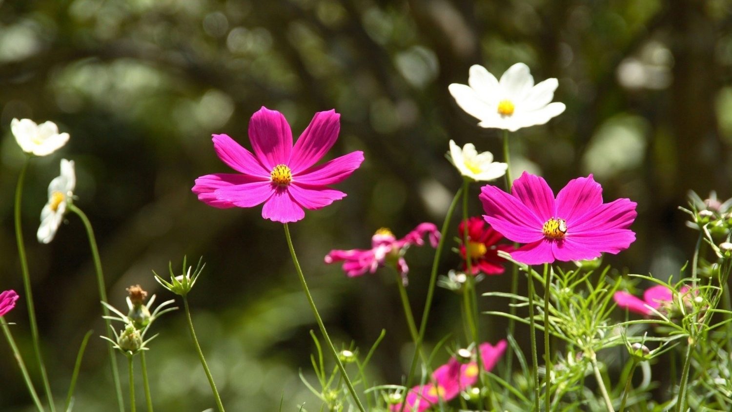 Tử vi 12 cung hoàng đạo ngày 4102021 Bảo Bình tài chính ổn định Sư Tử căng thẳng và mệt mỏi