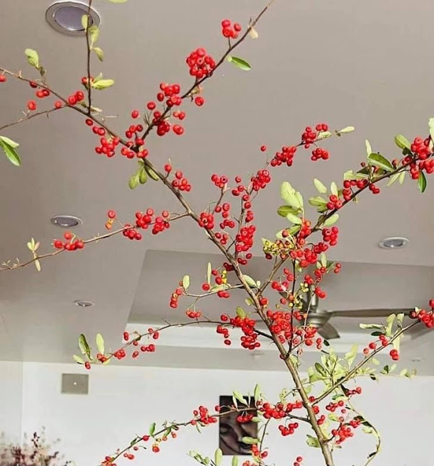 Cành cherry rừng trĩu quả lại gây sốt, chị em săn lùng mua về cắm bình