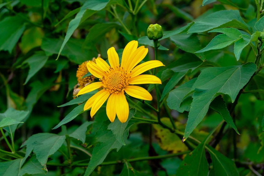 Tử vi 12 cung hoàng đạo ngày 7102021 Xử Nữ rủng rỉnh túi tiền, Kim Ngưu bất đồng trong chuyện tình cảm