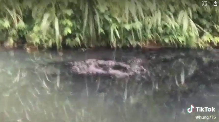 Video cận cảnh trang trại chăn nuôi lợn xả thải gây ô nhiễm tại xã Khánh Thượng, Ba Vì