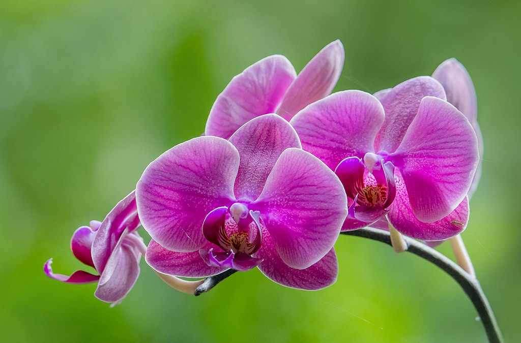 Tử vi ngày 13102021 Tuổi Dần cải thiện tài chính tuổi Tỵ nên dành thời gian để nghỉ ngơi