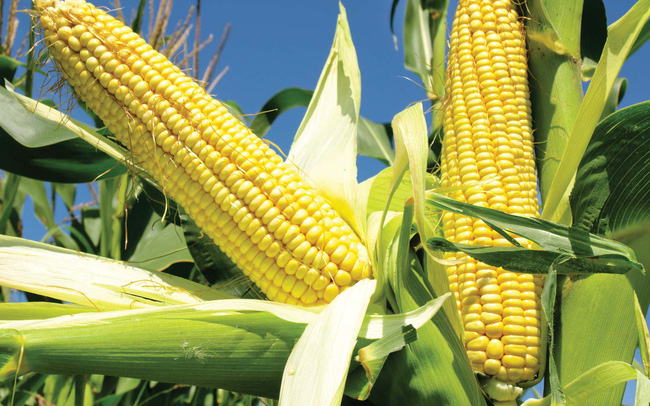  Giá ngô khả năng sẽ phụ thuộc vào Báo cáo Cung - cầu nông sản tháng 10