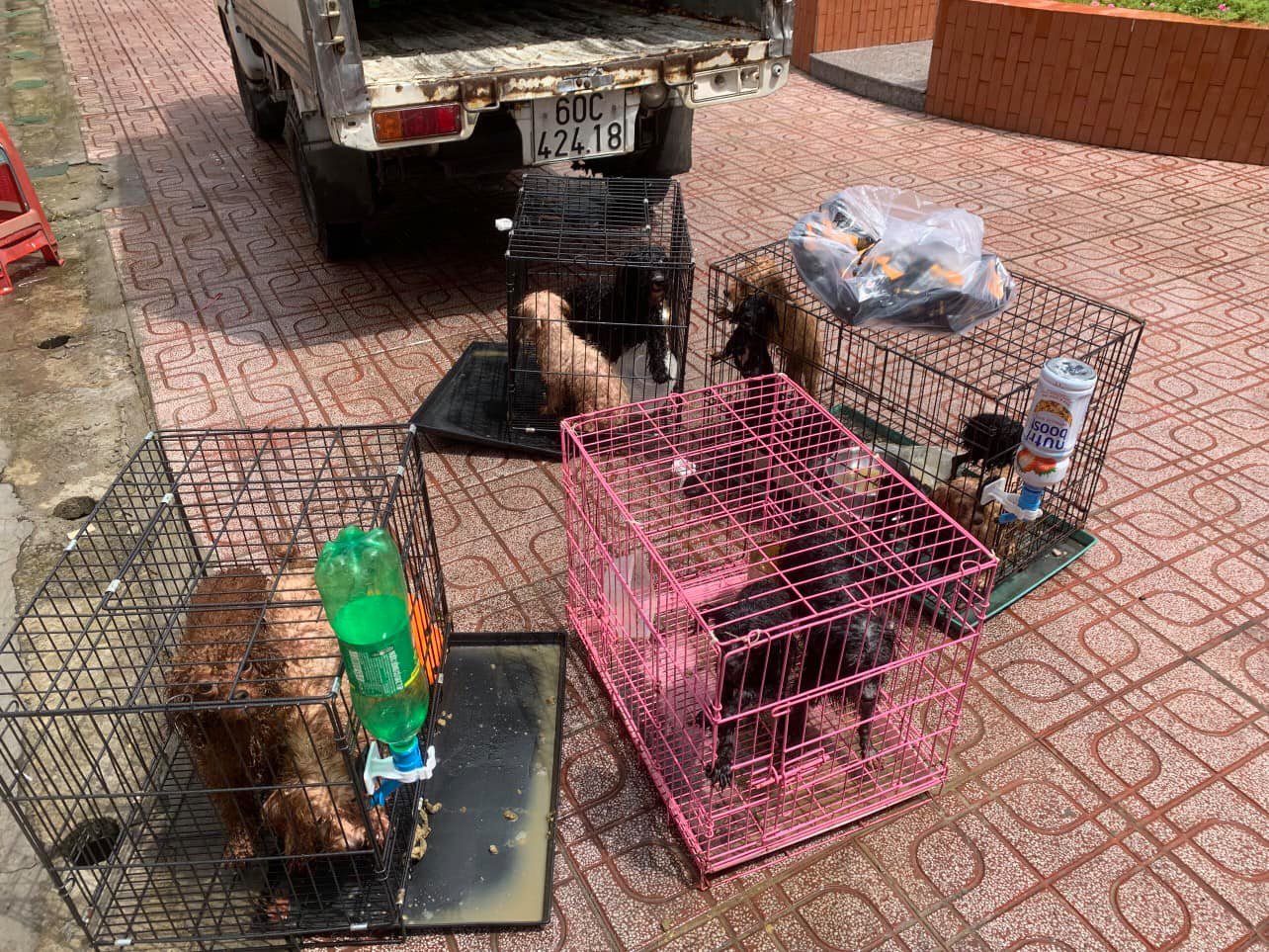 12 chú chó của F0 ở Đồng Nai được tiếp nhận và chăm sóc 