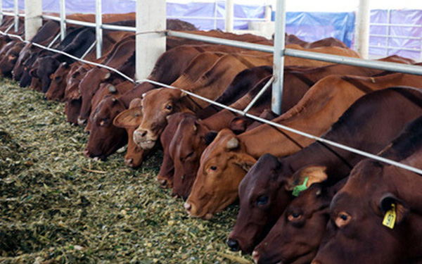 Chậm công bố thông tin, Vilico (VLC) bị phạt 70 triệu đồng