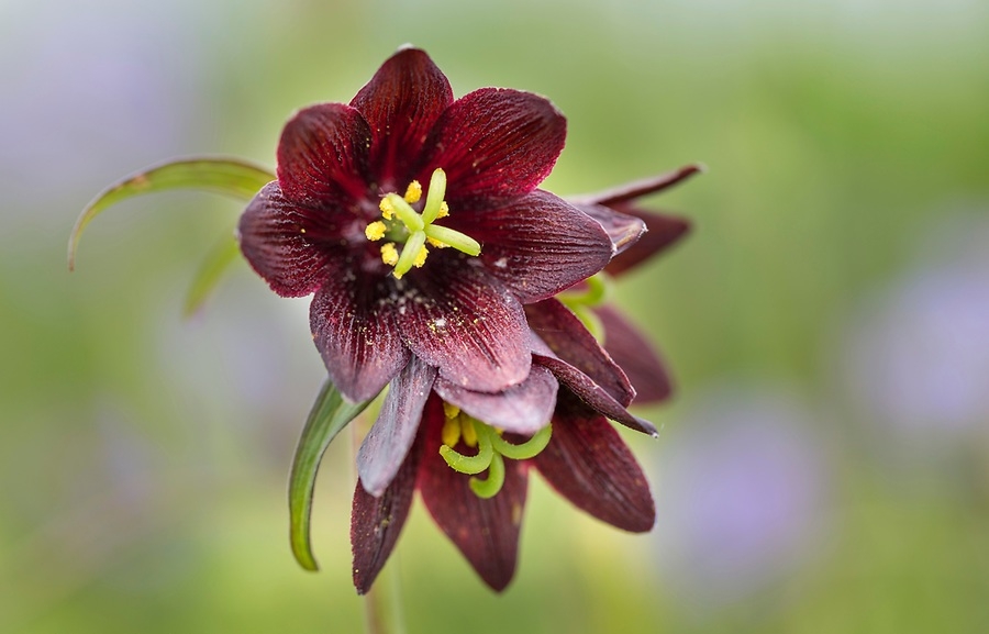 Tử vi 12 cung hoàng đạo ngày 15102021 Ma Kết cần chú ý chi tiêu hợp lý Song Ngư công việc thuận lợi