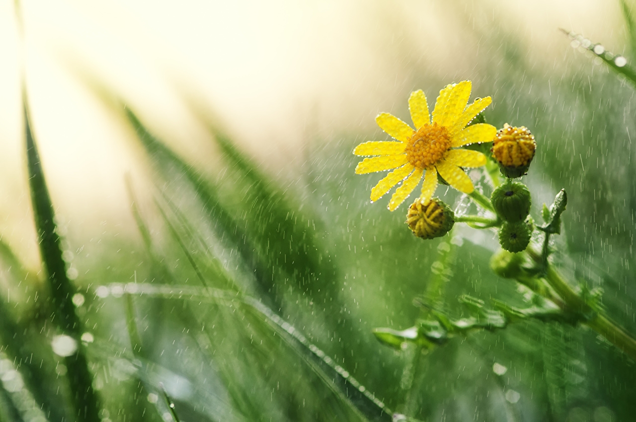 Tử vi 12 cung hoàng đạo ngày 17102021 Bạch Dương không phải lo lắng về tiền bạc Cự giải bất an