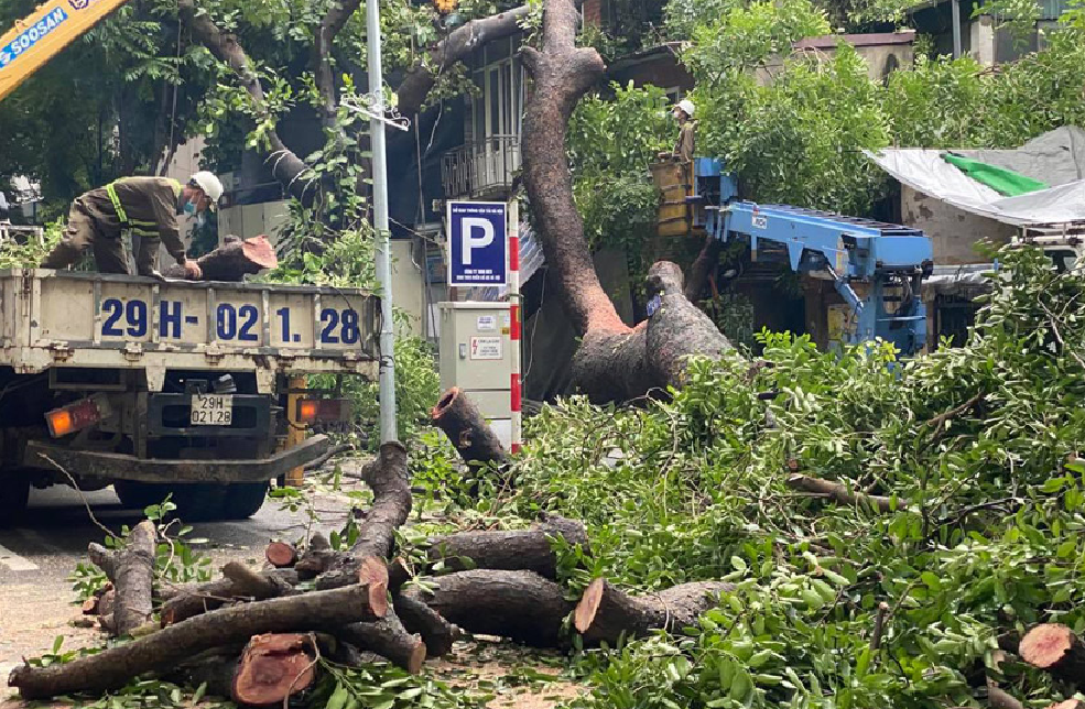 Hà Nội Cây cổ thụ có đường kính gần 1m bật gốc đổ vào nhà dân