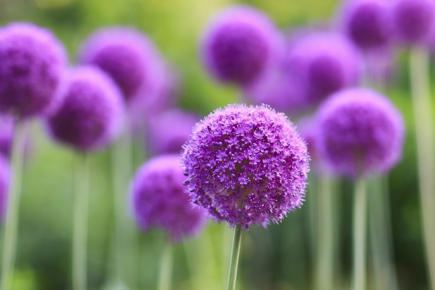 Tử vi ngày 18102021 Tuổi Dậu nhân duyên tốt đẹp tuổi Thân vướng chuyện thị phi