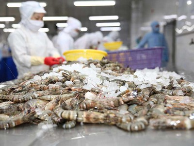 Xuất khẩu tôm của Việt Nam sẽ dần phục hồi trở lại