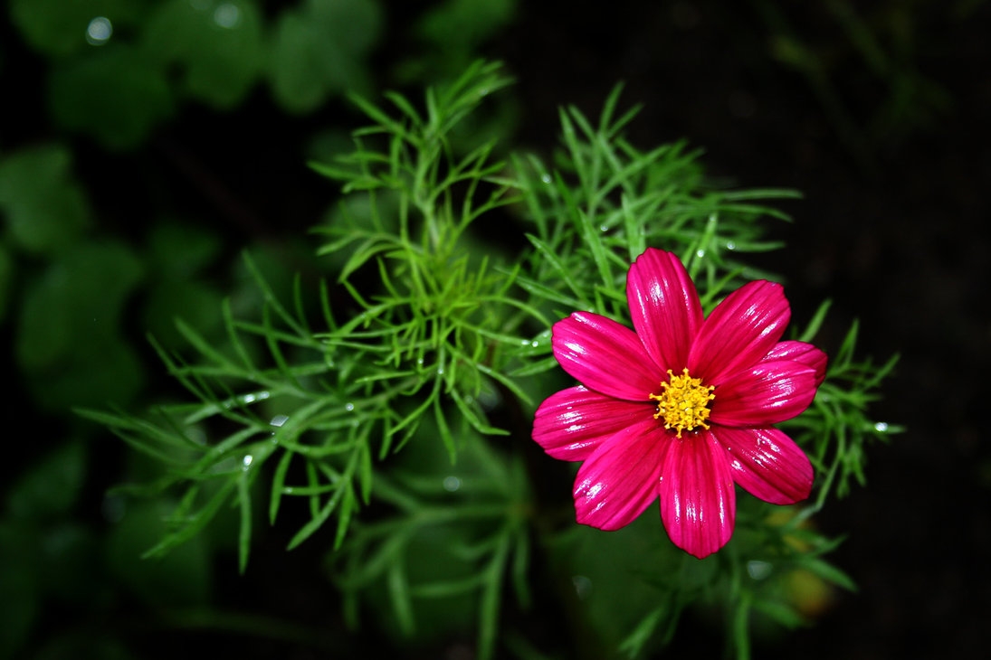 Tử vi 12 cung hoàng đạo ngày 19102021 Bạch Dương rủng rỉnh túi tiền Thiên Bình mâu thuẫn tình cảm