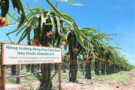 Kế hoạch thoát lỗ của Hoàng Anh Gia Lai (HAG) trong năm 2021