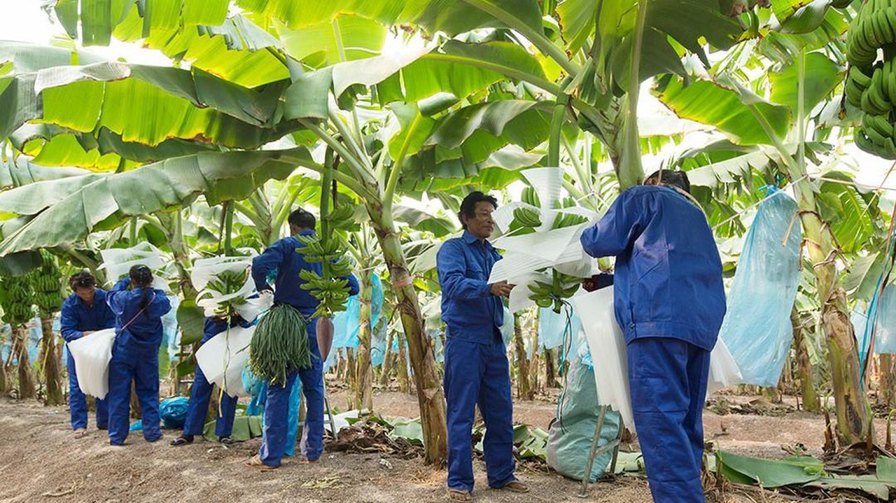 Nông nghiệp Hoàng Anh Gia Lai kinh doanh chưa như mong đợi sau hơn 3 năm về tay ông Trần Bá Dương