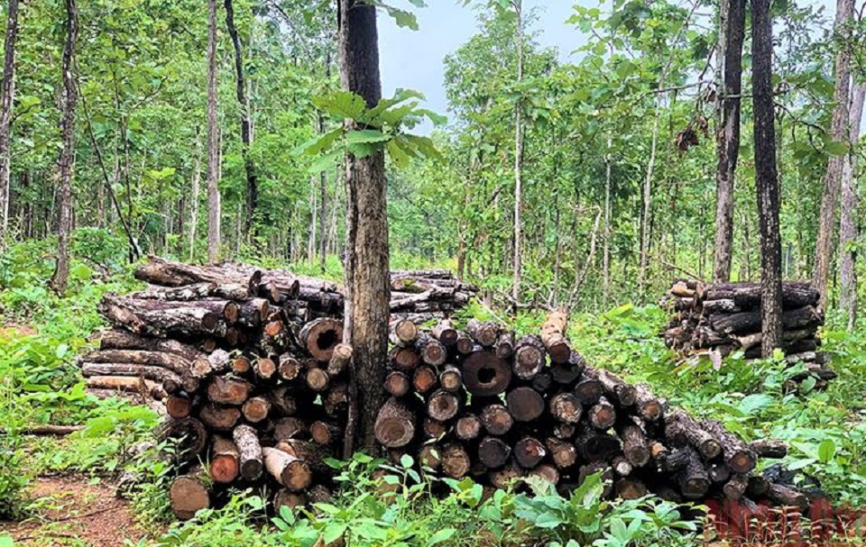 Khởi tố vụ tập kết 27m3 gỗ trái phép ở Trung tâm bảo tồn voi Đắk Lắk