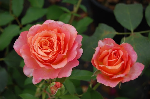 Tử vi 12 cung hoàng đạo ngày 21102021 Nhân Mã đón cơ hội đầu tư triển vọng Sư Tử quyết đoán