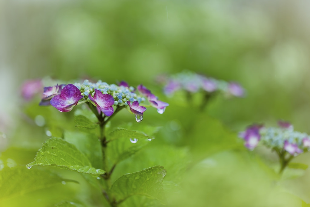 Tử vi 12 cung hoàng đạo ngày 23102021 Thiên Bình không nên chi tiêu hoang phí Sư Tử gặp nhiều xáo trộn