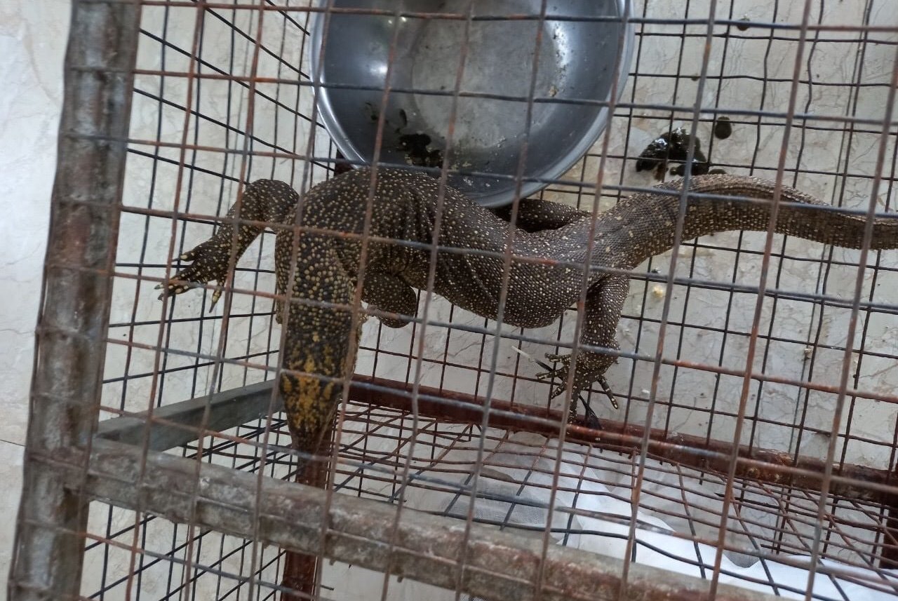 Phát hiện một nhà hàng mua bán trái phép động vật thuộc danh mục quý hiếm, nguy cấp tại Thừa Thiên Huế