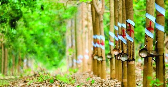 Cao su Phước Hòa (PHR) lợi nhuận 9 tháng giảm mạnh 