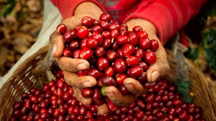 Giá cà phê đang phản ứng với các tín hiệu kỹ thuật nhiều hơn
