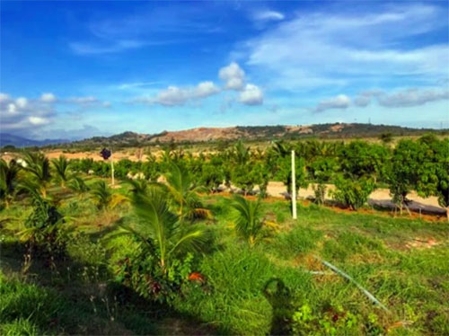 Bình Thuận: Thu hồi 41 ha đất nông nghiệp cho thuê với giá “siêu rẻ”