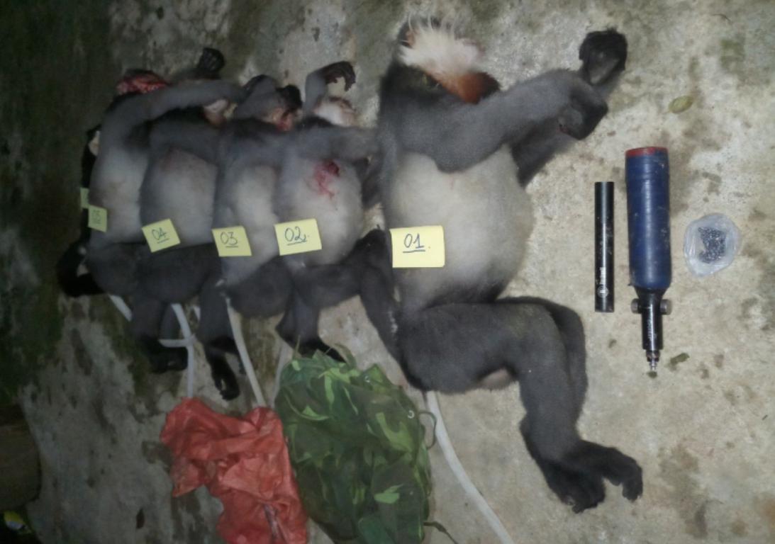 Thông tin mới nhất vụ 5 cá thể voọc chà vá chân xám bị bắn chết ở Quảng Ngãi