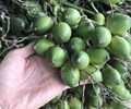 Giá cau tươi tăng kỷ lục người dân có nên trồng ồ ạt