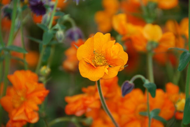 Tử vi ngày 3112021 Tuổi Sửu tài lộc thăng hạng tuổi Dần gặp nhiều trắc trở