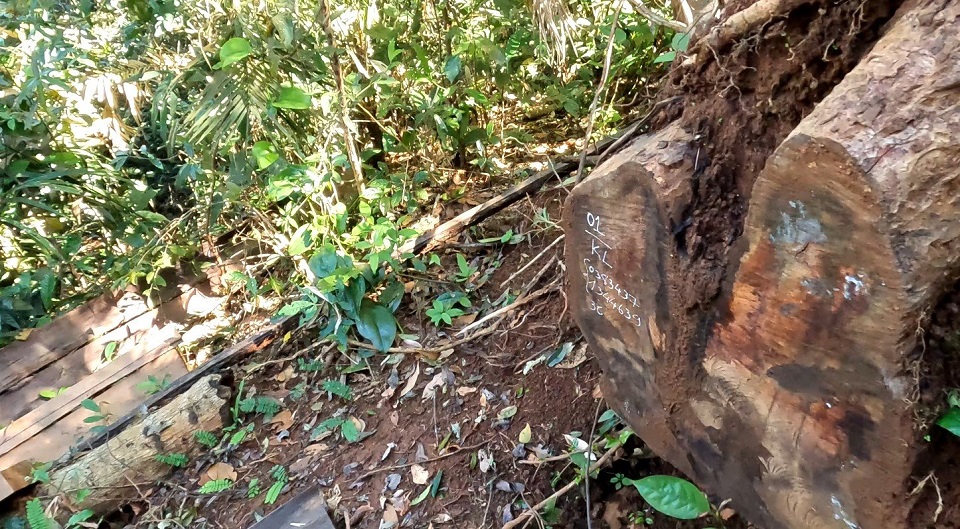 Phát hiện rừng tự nhiên tại Đắk Nông bị tàn phá nghiêm trọng