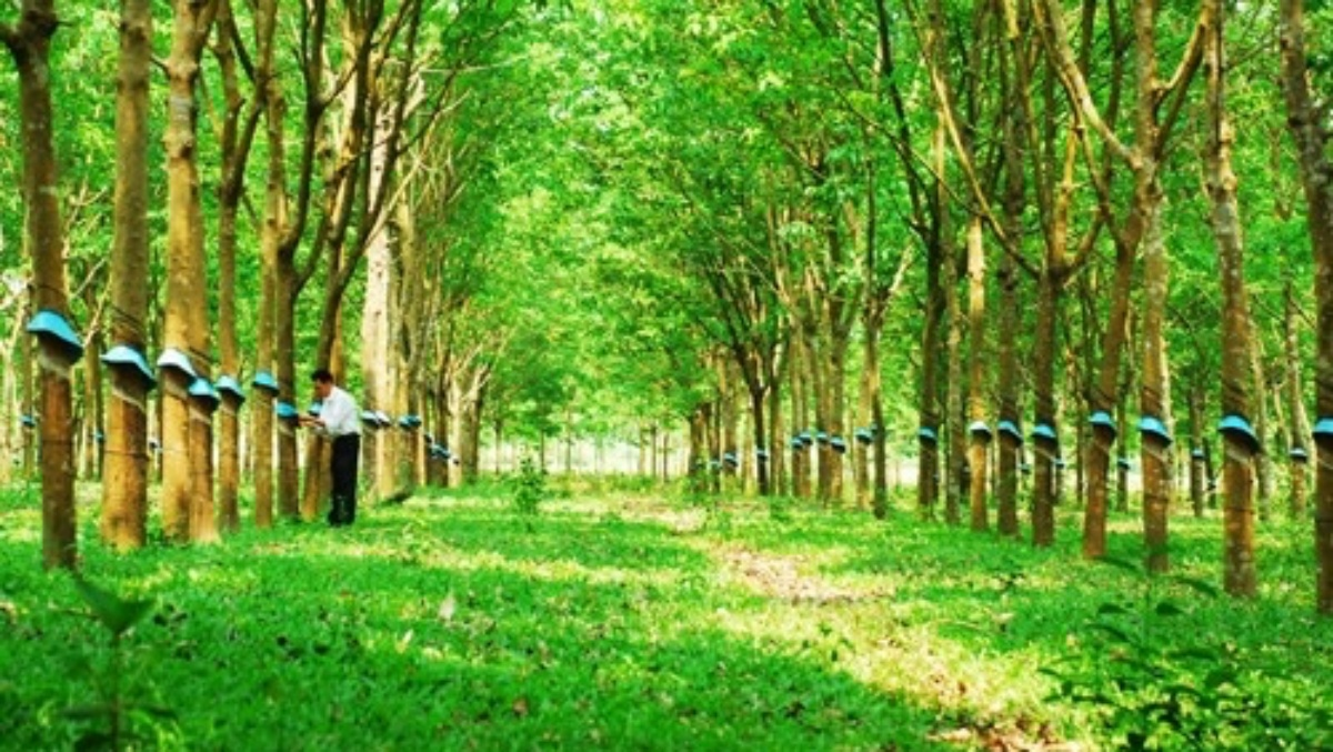 Giá cao su hôm nay 611 Thị trường châu Á đỏ rực