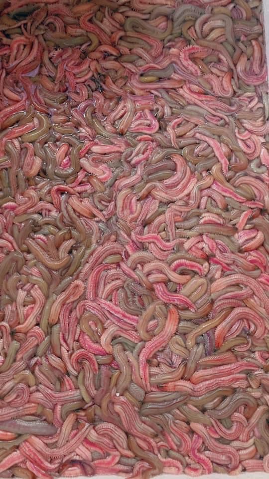 Giá rươi tăng gần 250.000 đồngkg do khan hiếm