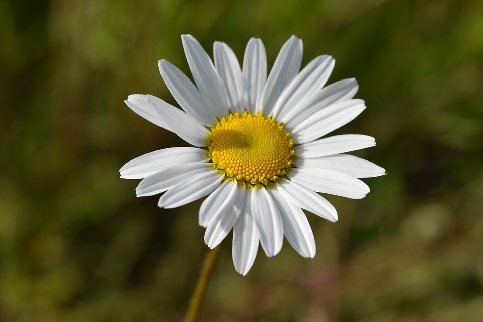 Tử vi 12 cung hoàng đạo ngày 8112021 Nhân Mã cần hạn chế chi tiêu Bảo Bình tính khí thất thường