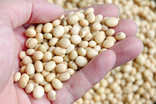 Mặt hàng nông sản nào chịu sức ép lớn nhất trong báo cáo Cung - cầu tối nay