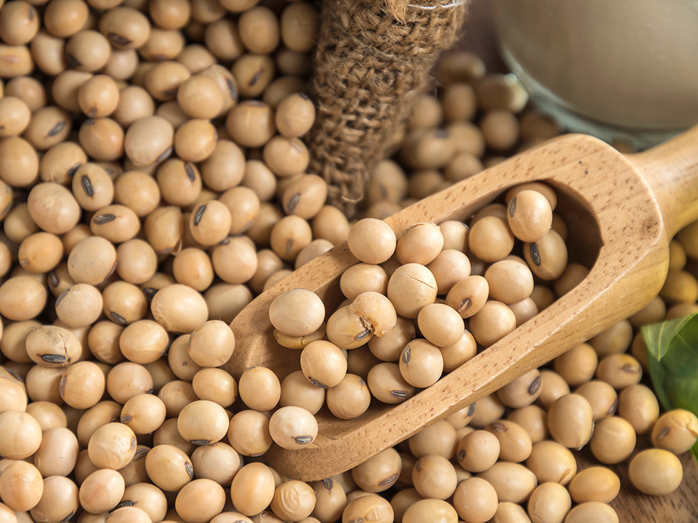 Đà tăng của giá đậu tương đang chững lại 