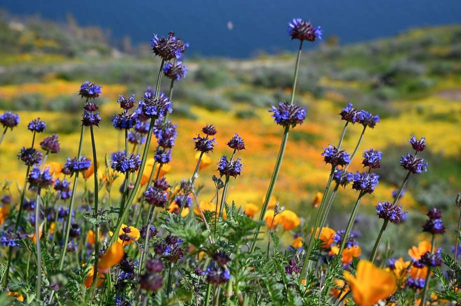 Tử vi ngày 14112021 Tuổi Ngọ vận trình hanh thông tuổi Hợi đào hoa khởi vượng